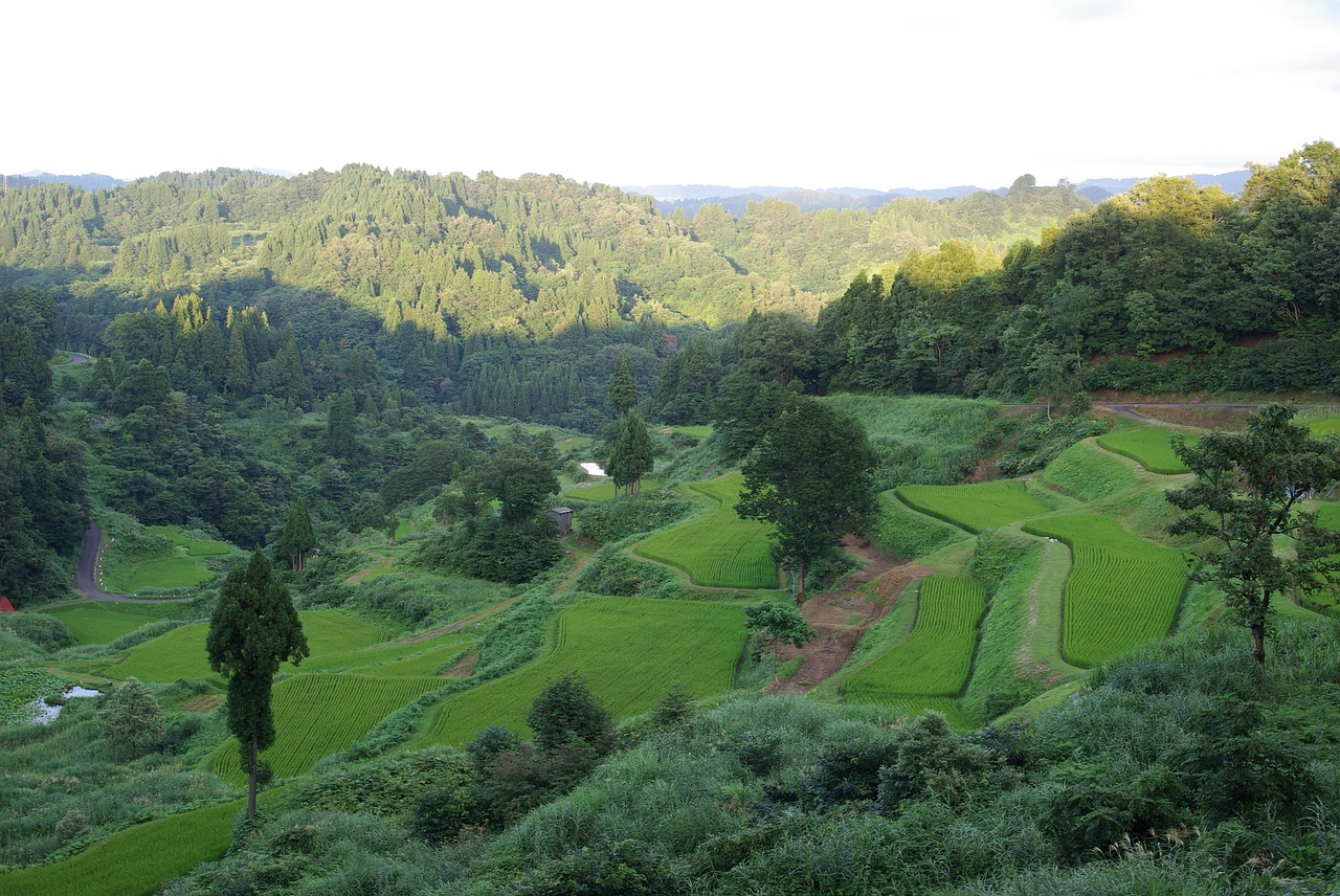rice terraces japan green free photo