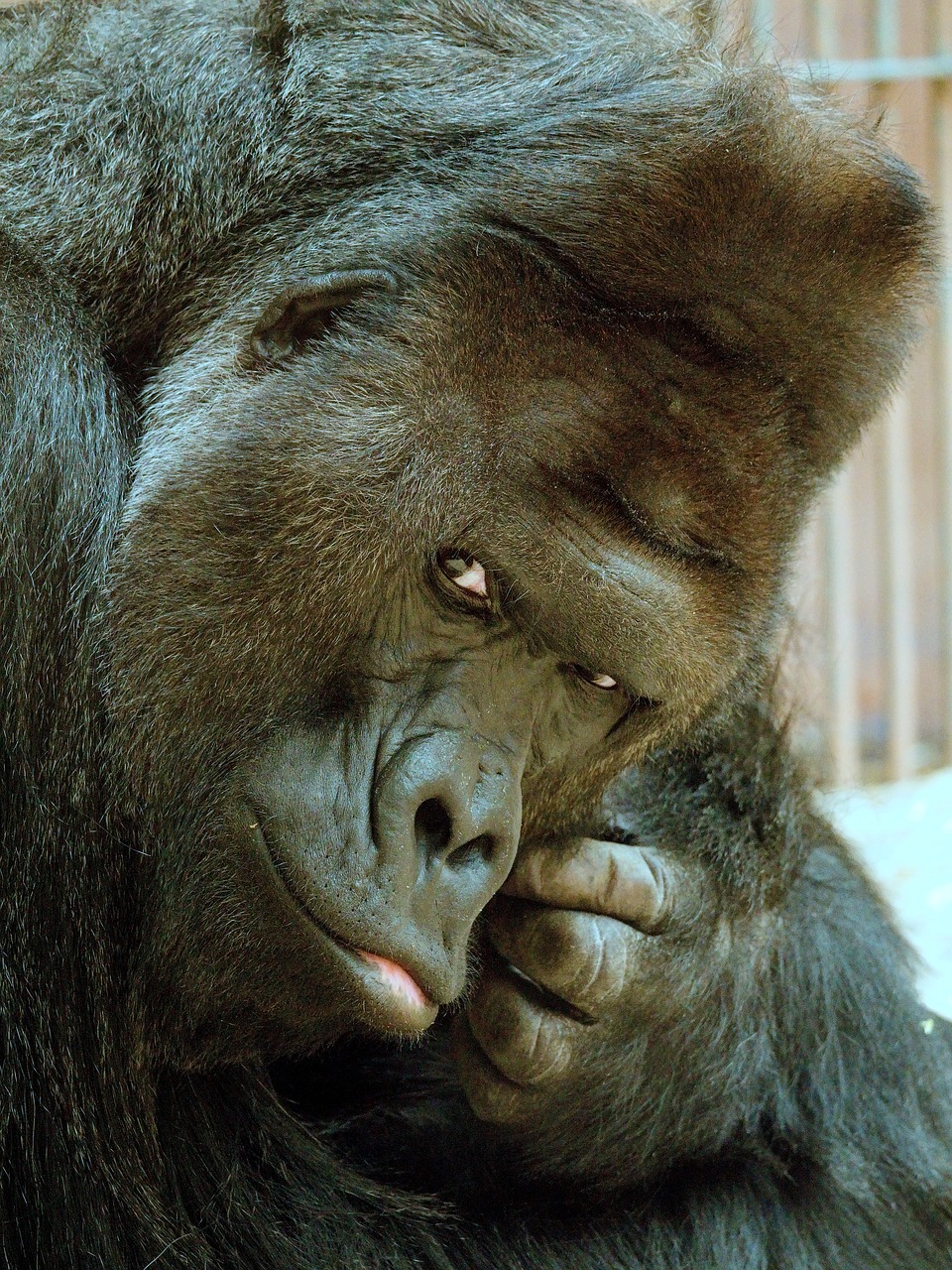richard  gorilla  animal free photo