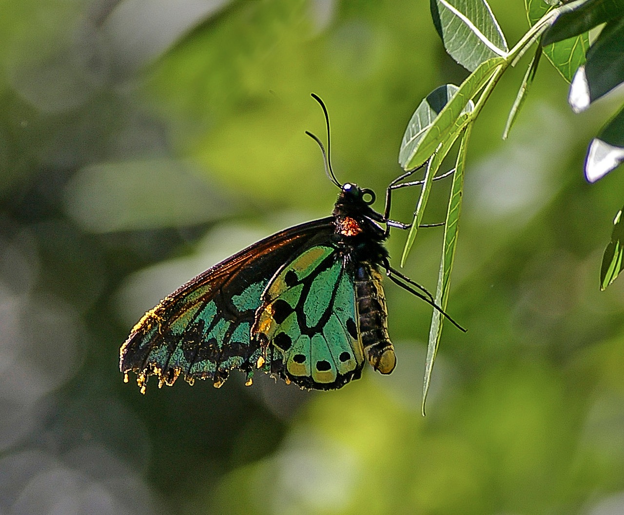 richmond birdwing butterfly butterfly insect free photo