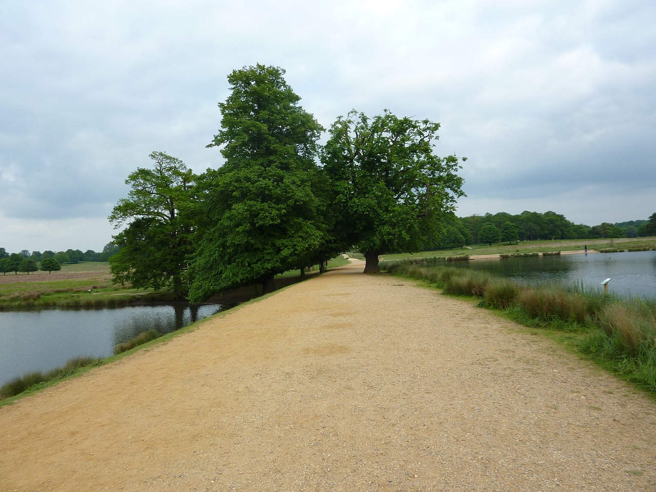 richmond park trees nature free photo