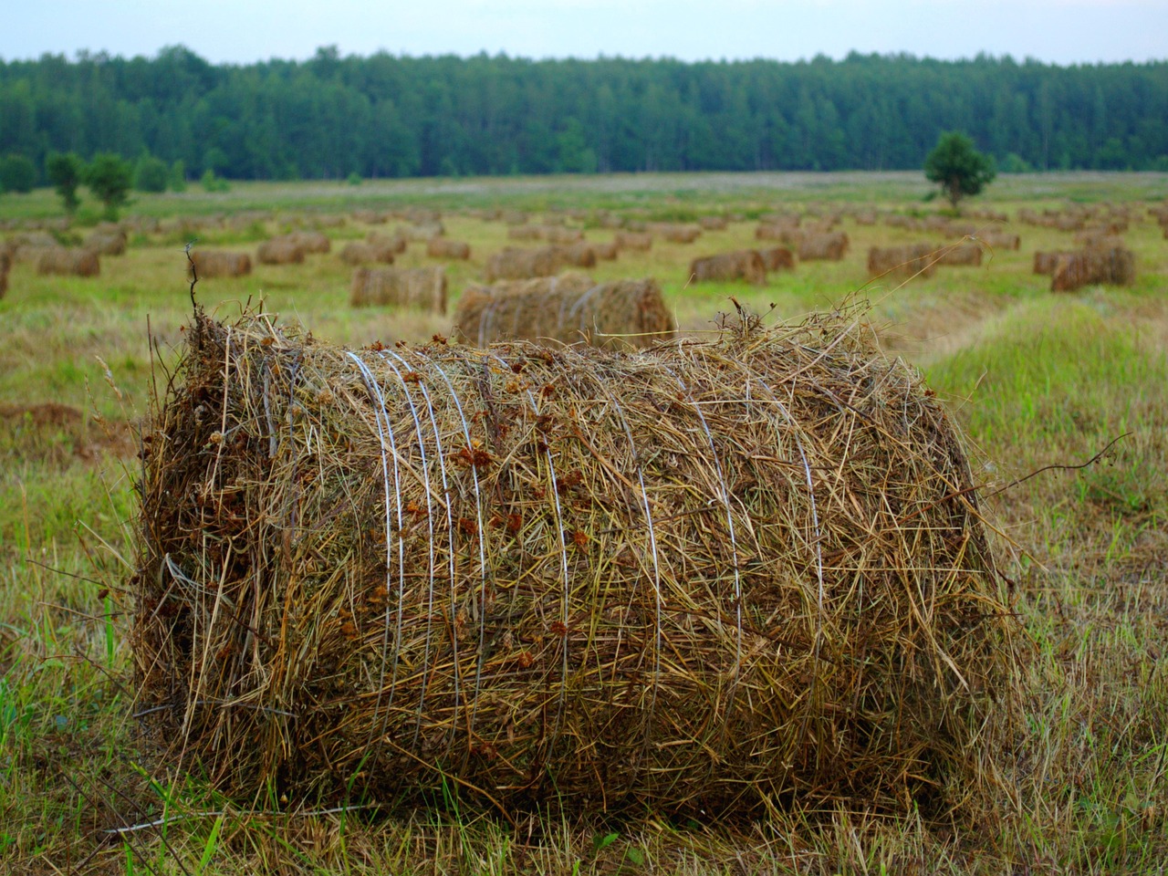 rick hay straw free photo