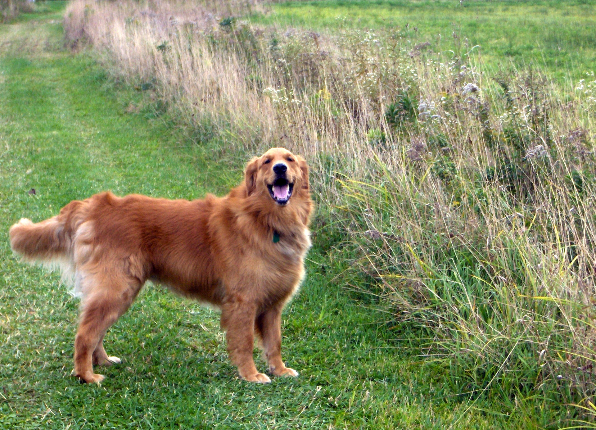 dog golden retriever countryside free photo