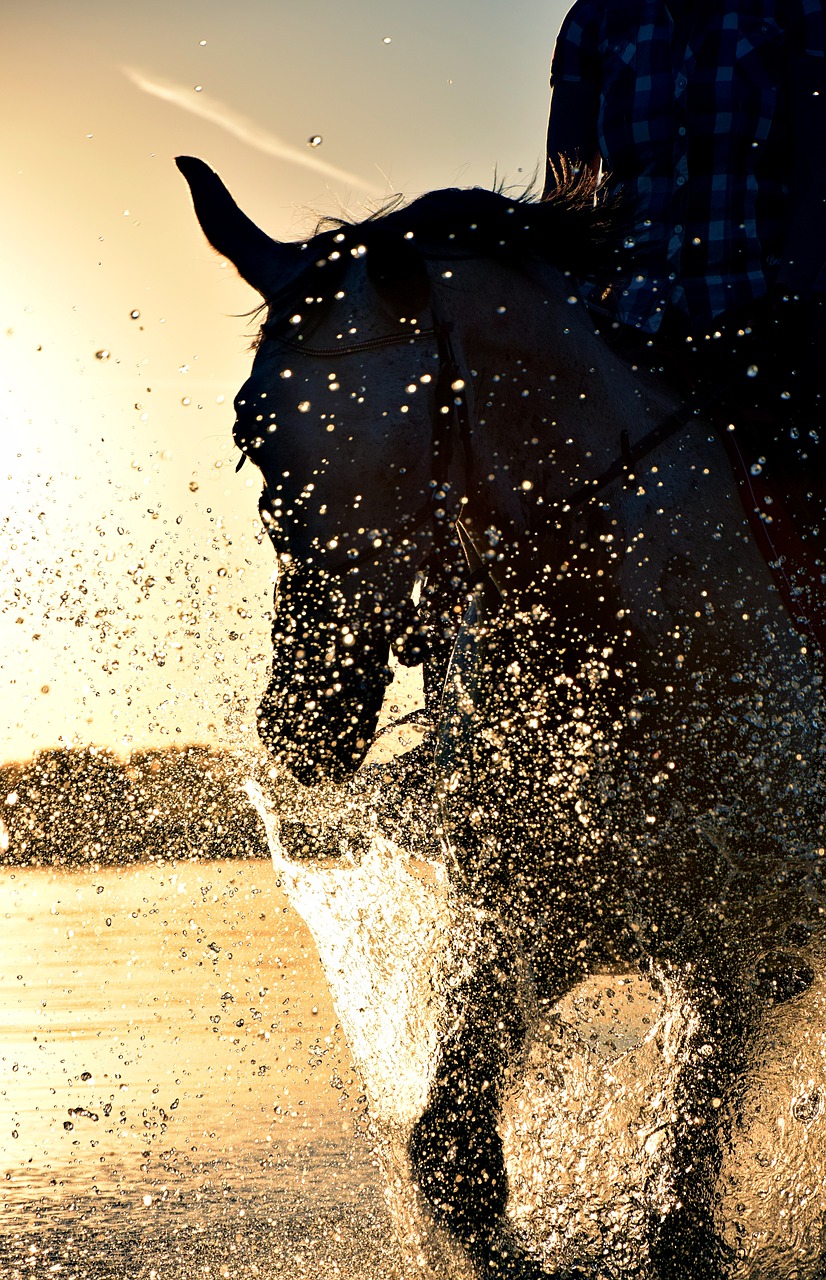 ride water horse free photo