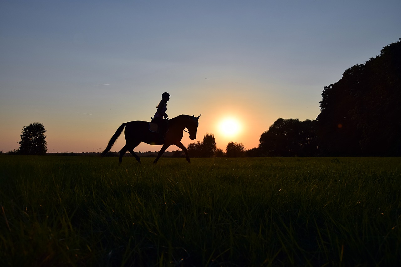 ride trot sunset free photo