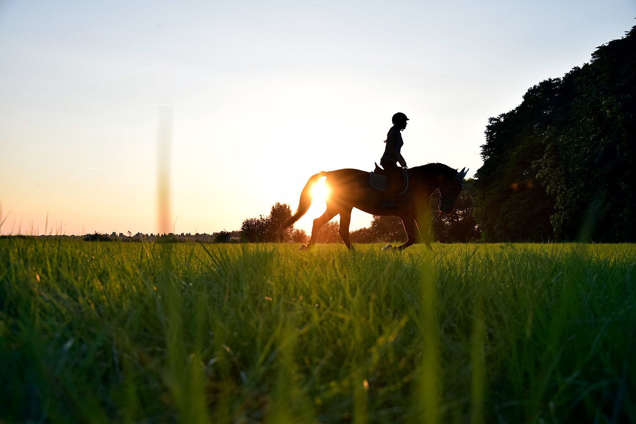 ride sun horse free photo