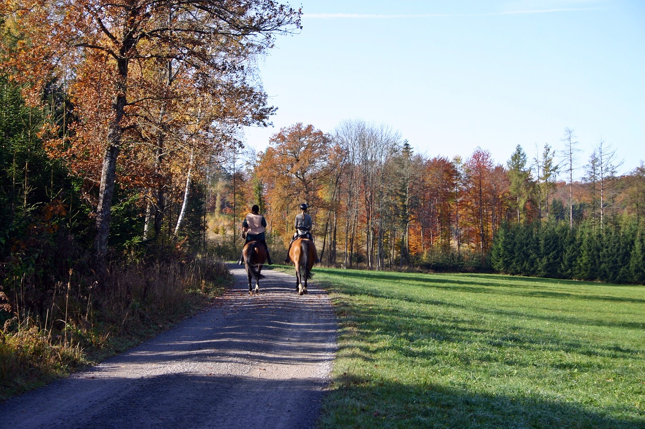 ride riding forest free photo