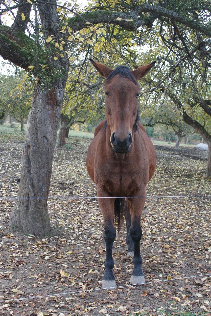 ride horse tree free photo