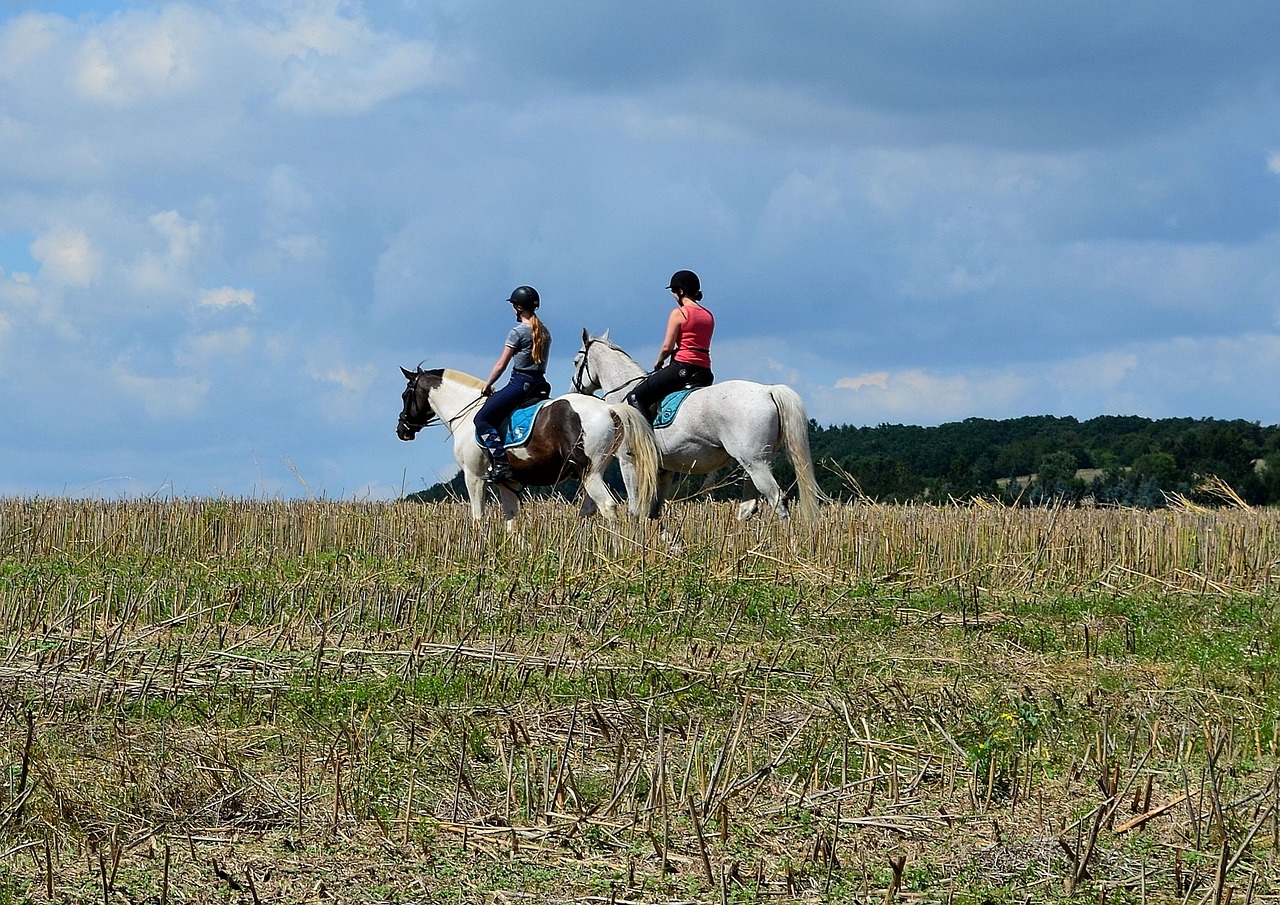 ride equestrian riding horses free photo