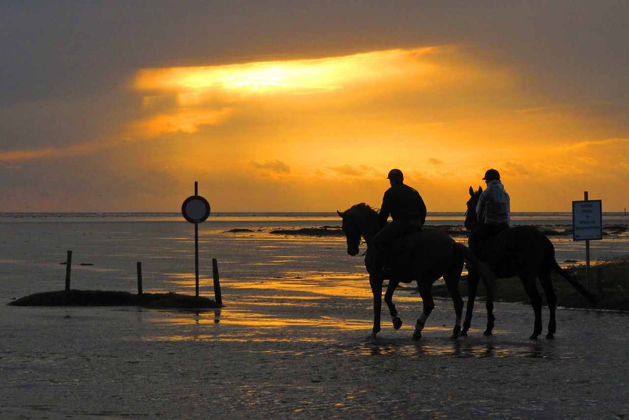 ride reiter horses free photo