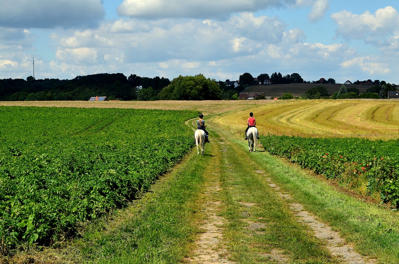 ride riding equestrian free photo