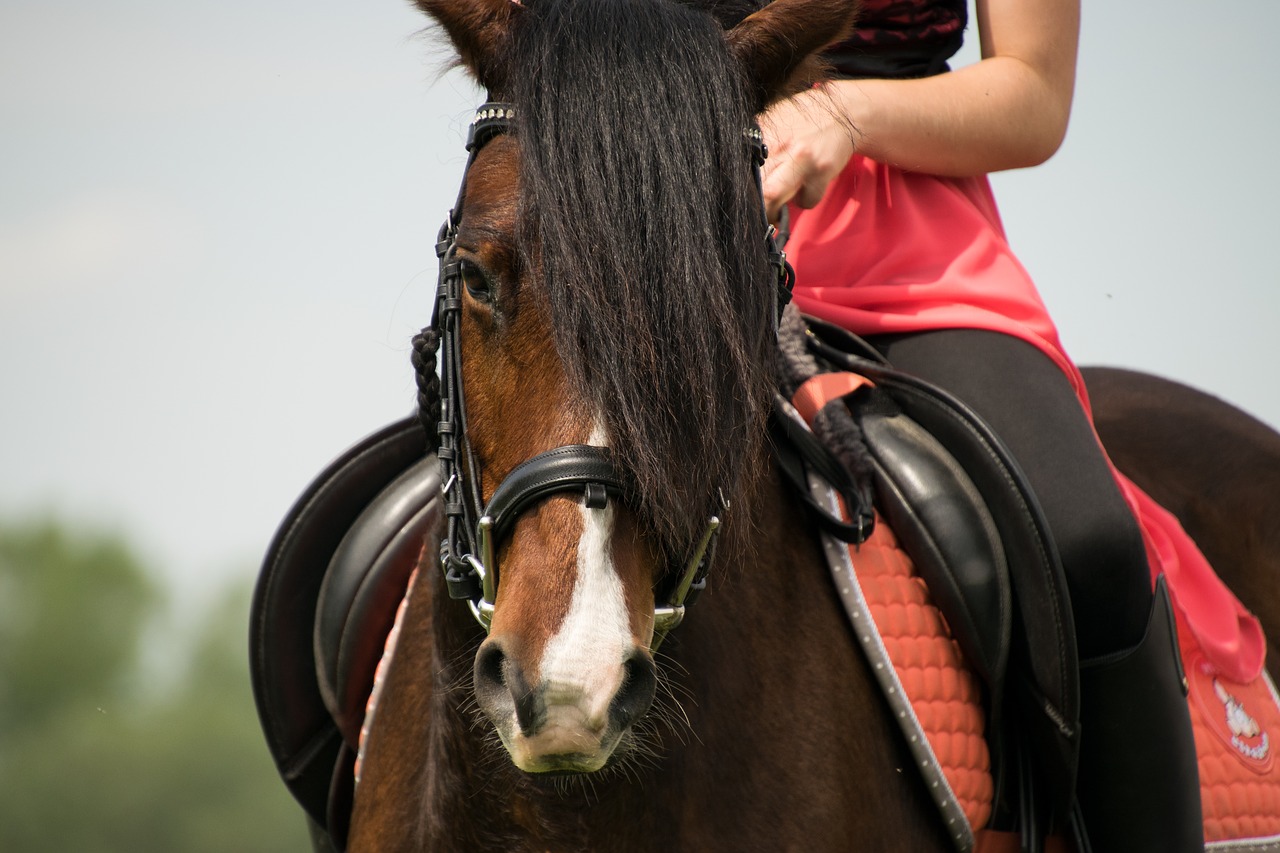ride  horse  reiter free photo