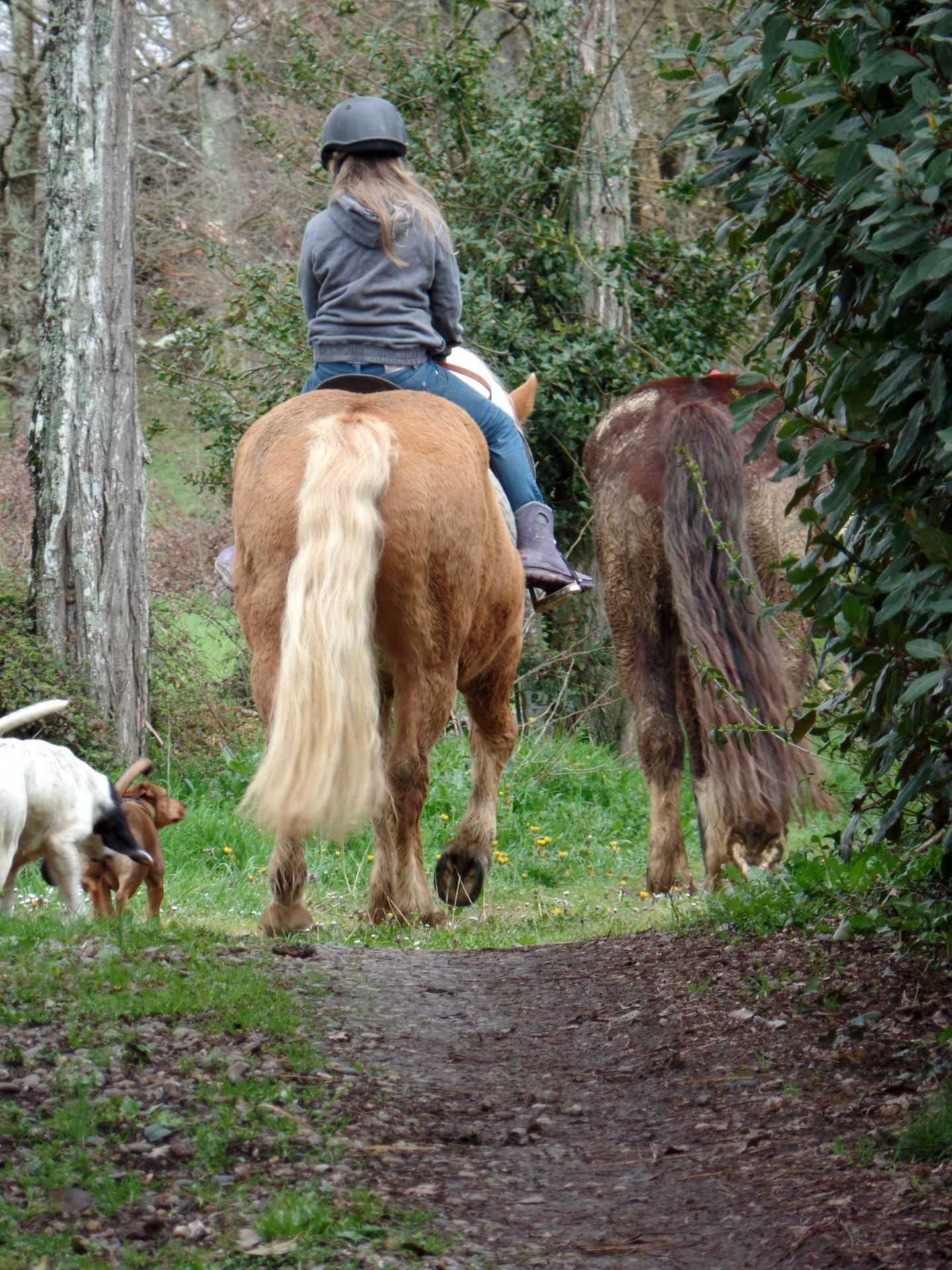 pony mounted riding pony free photo
