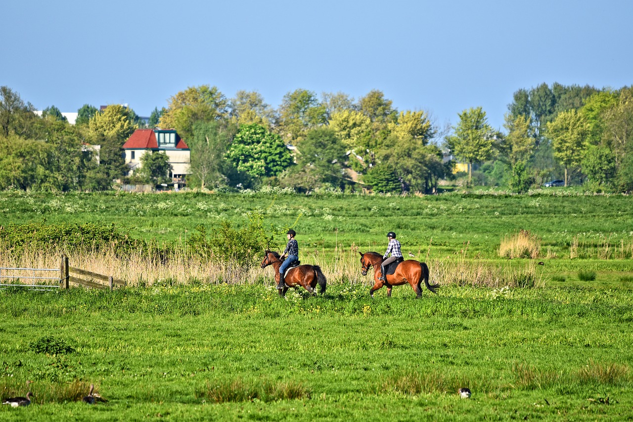 rider  equestrian  horsewoman free photo