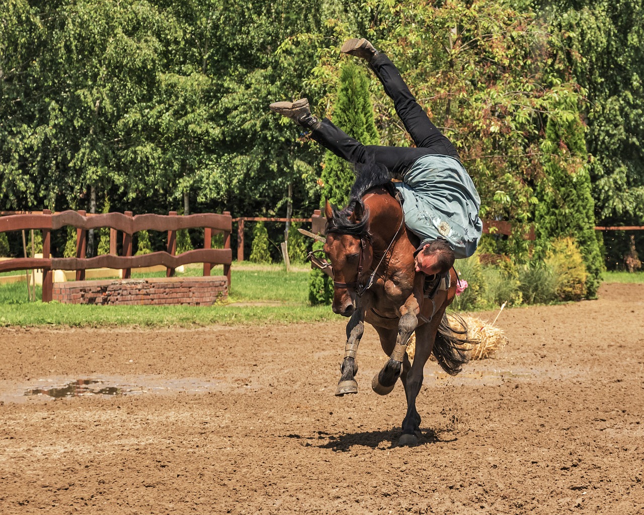 rider horse horse riding free photo