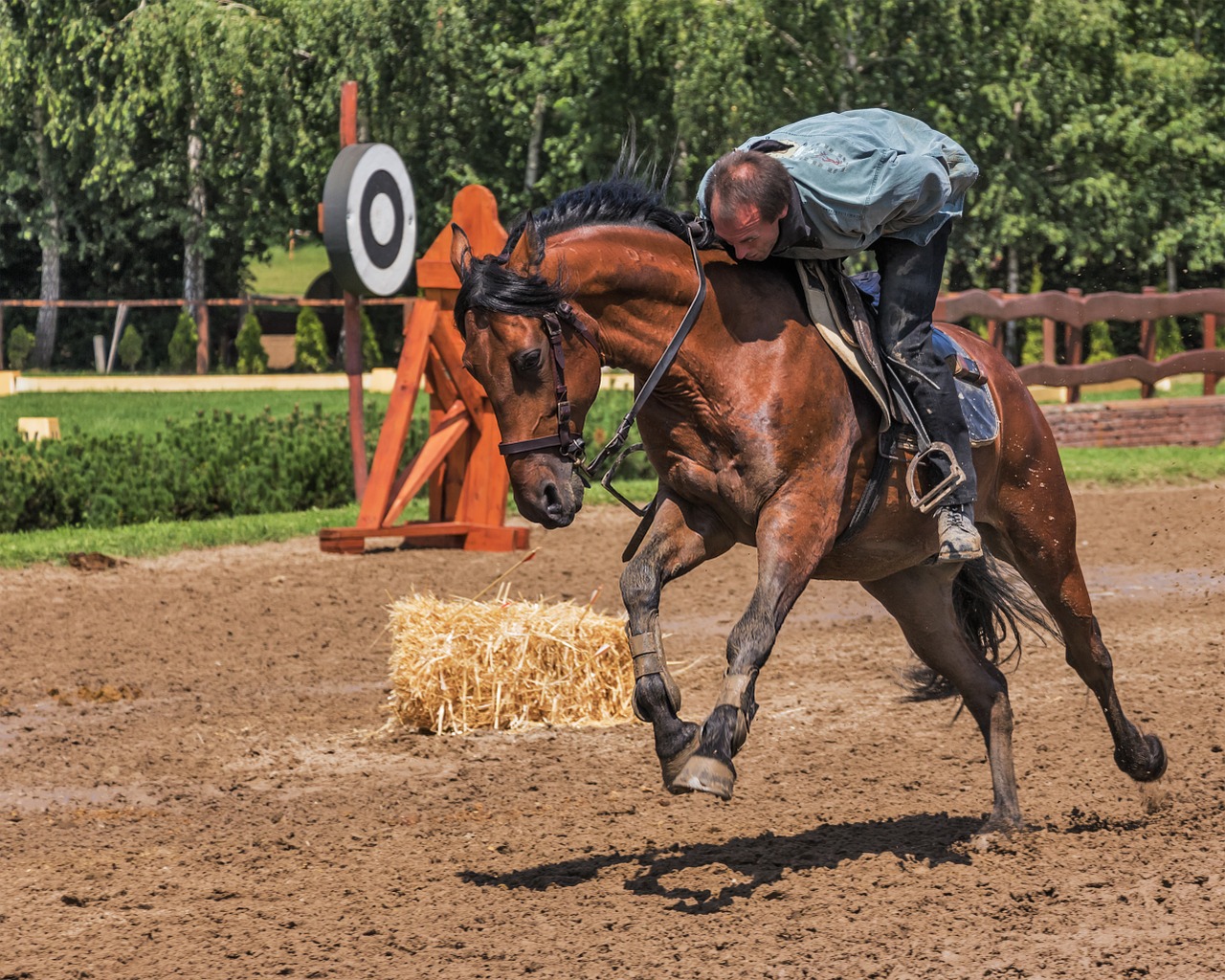 rider horse horse riding free photo