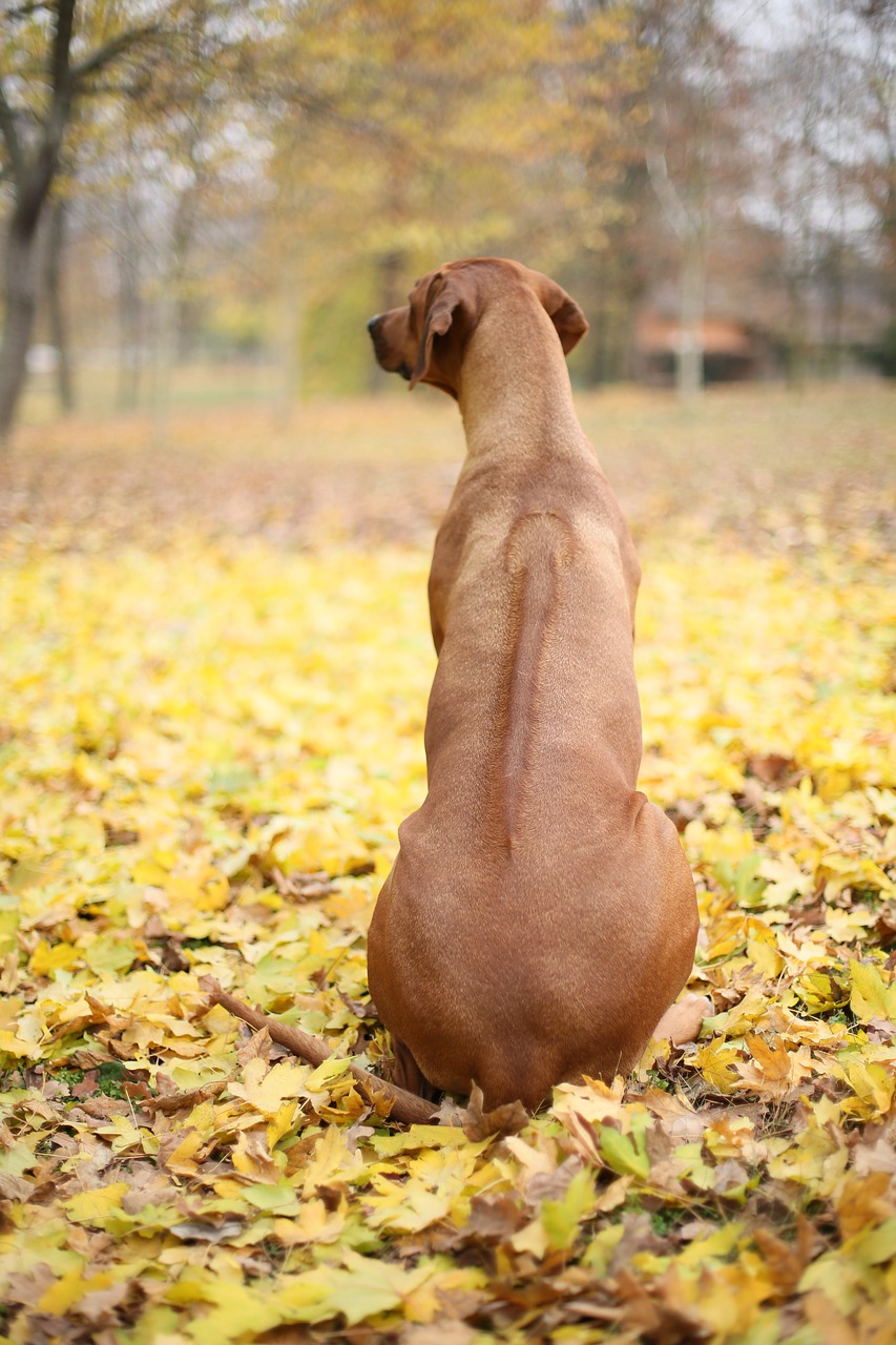 ridge  ridgeback  autumn free photo