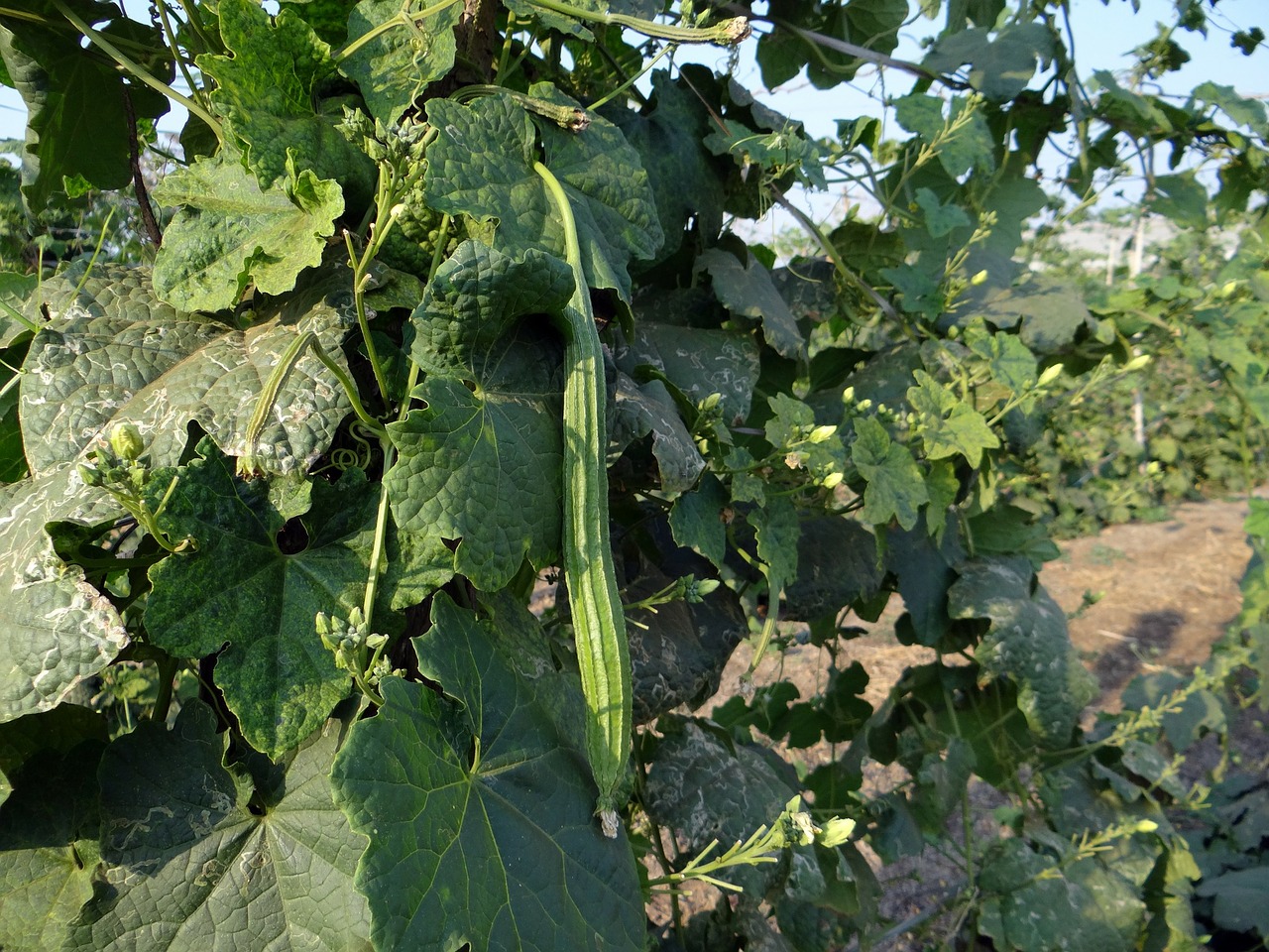 ridge gourd turai vine free photo