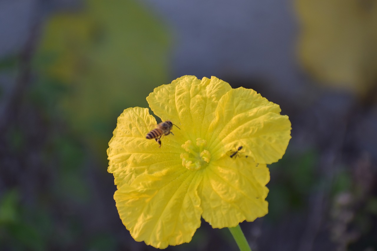 ridge gourd flower yellow flower honey bee free photo
