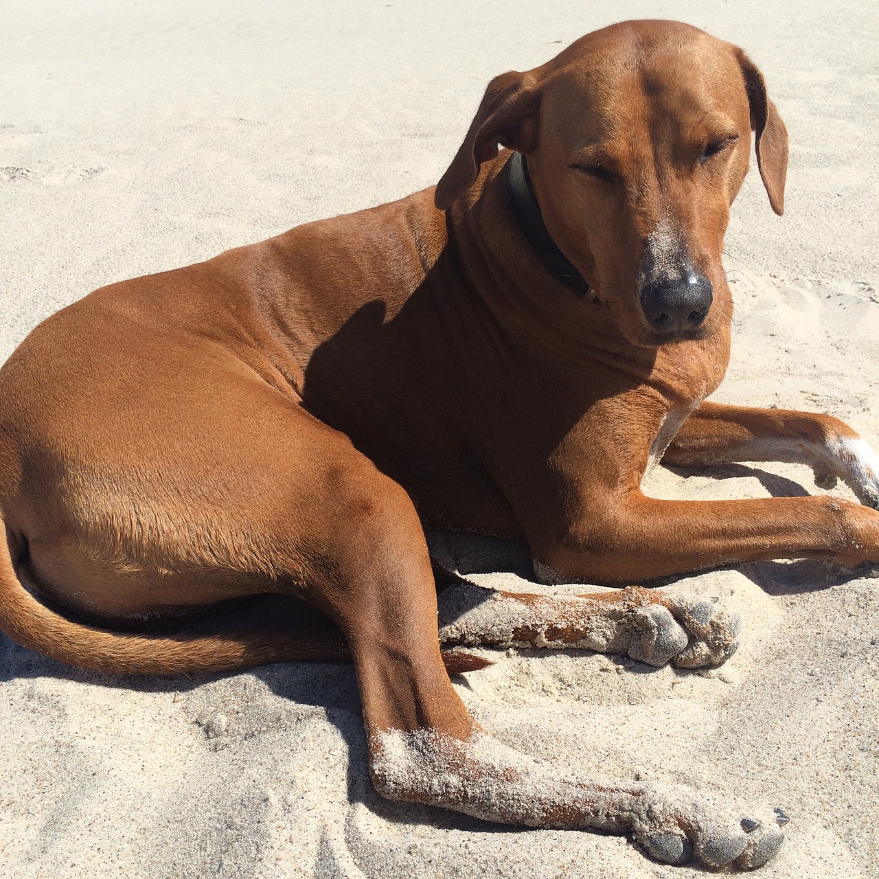 ridgeback sand dog free photo