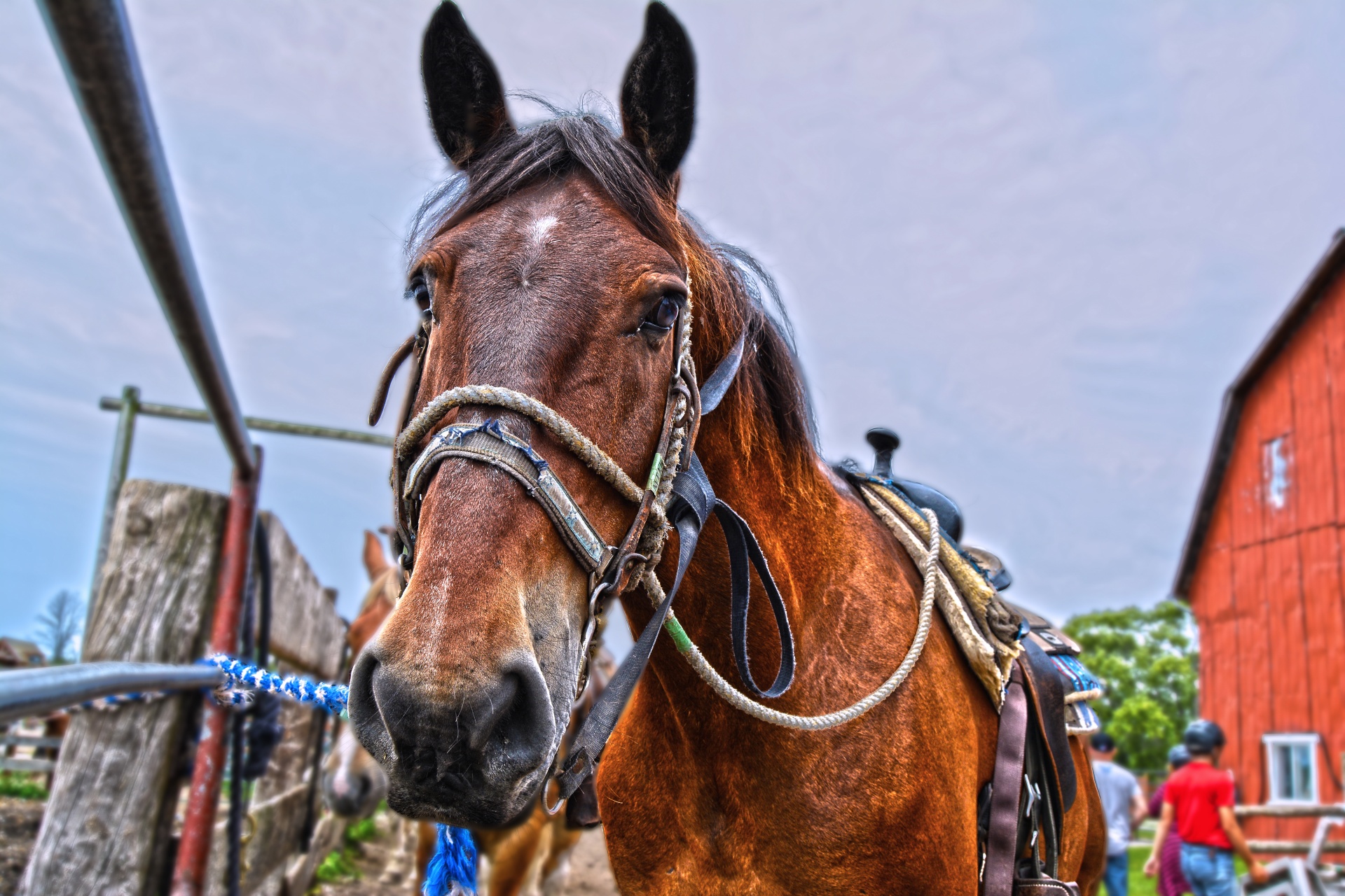 horse equestrian closeup free photo