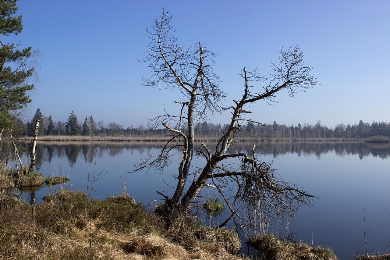 riedsee moor wurzacher ried free photo