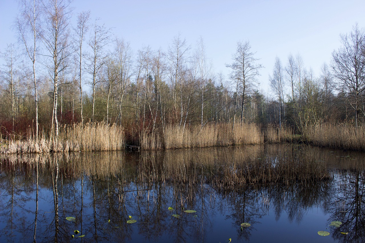 riedsee waters mirroring free photo