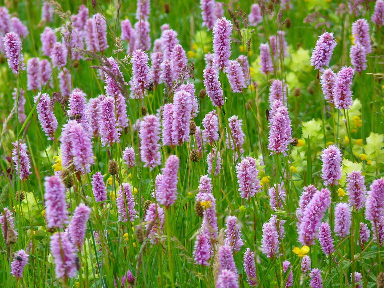 riedwiese meadow knotweed wiesenknöterich free photo
