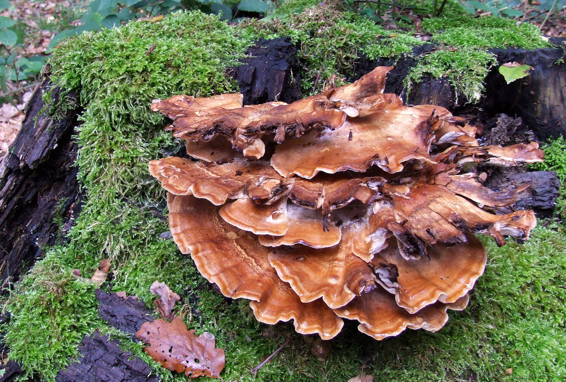 fungus wood inhabitants forest free photo