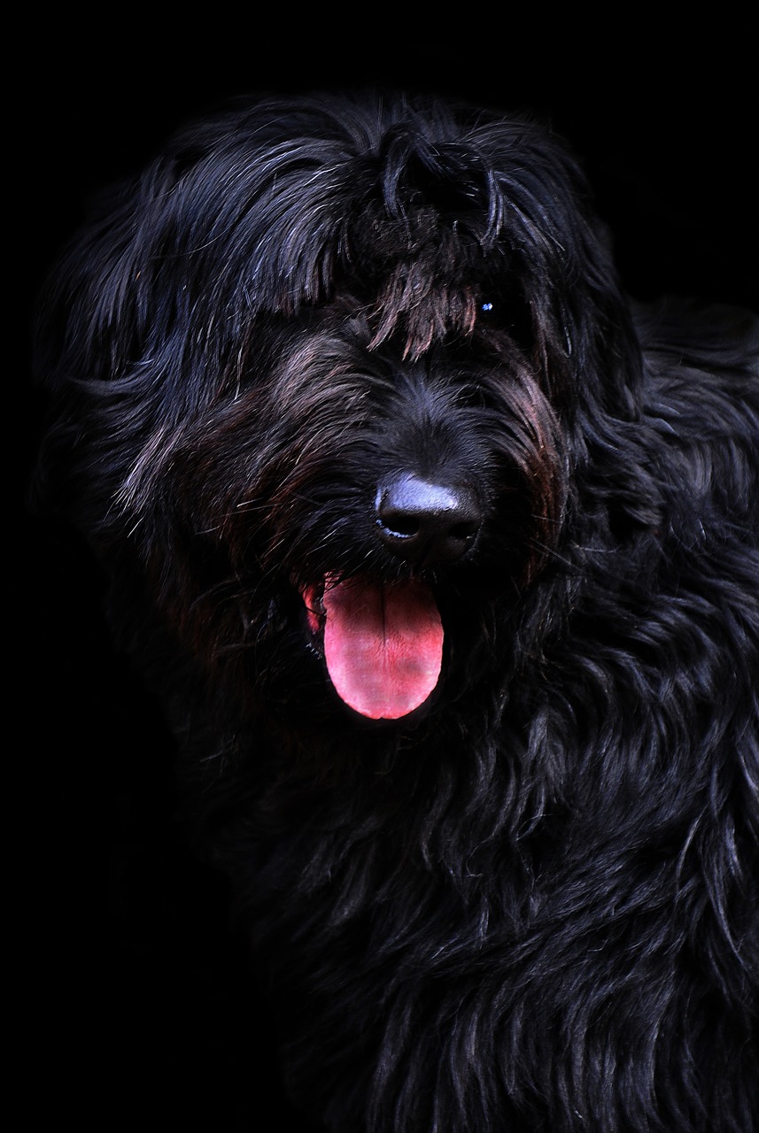 riesenschnauzer black long haired free photo