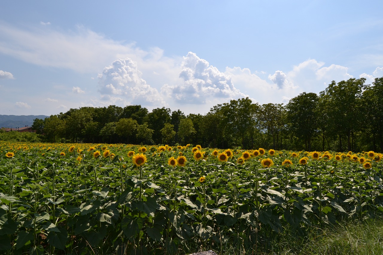 rieti sunflowers field free photo