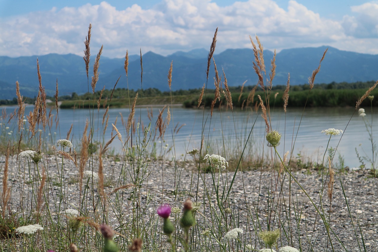 rietpluimen  river  rhine free photo