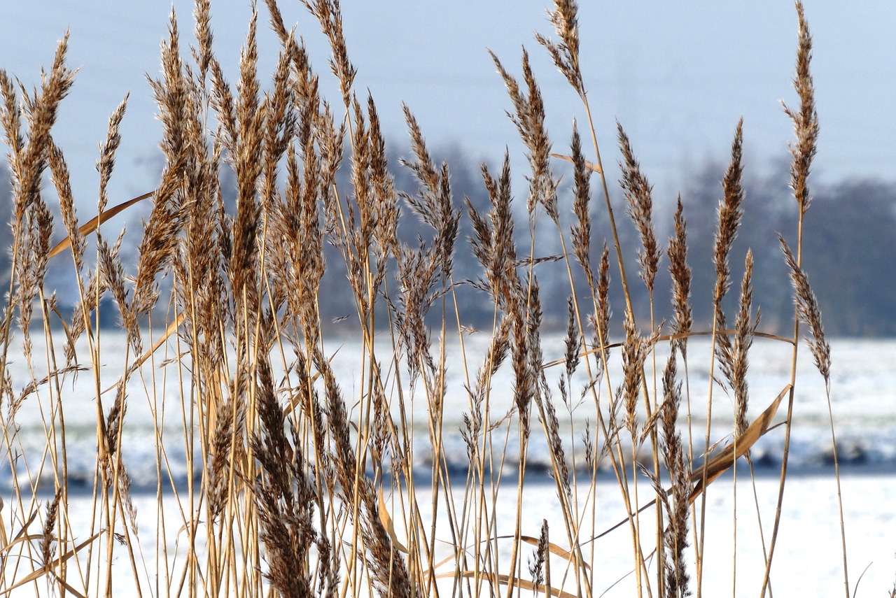 rietpluimen  winter  snow free photo