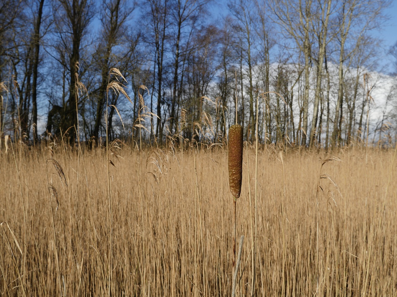 rietsigaar reed bulrush free photo