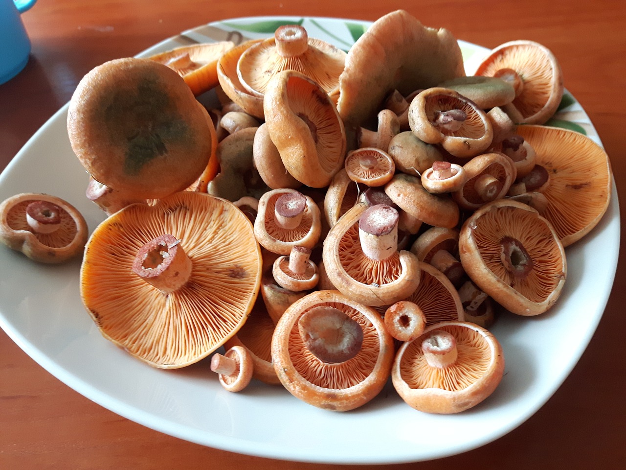 riga rudy mushroom free photo