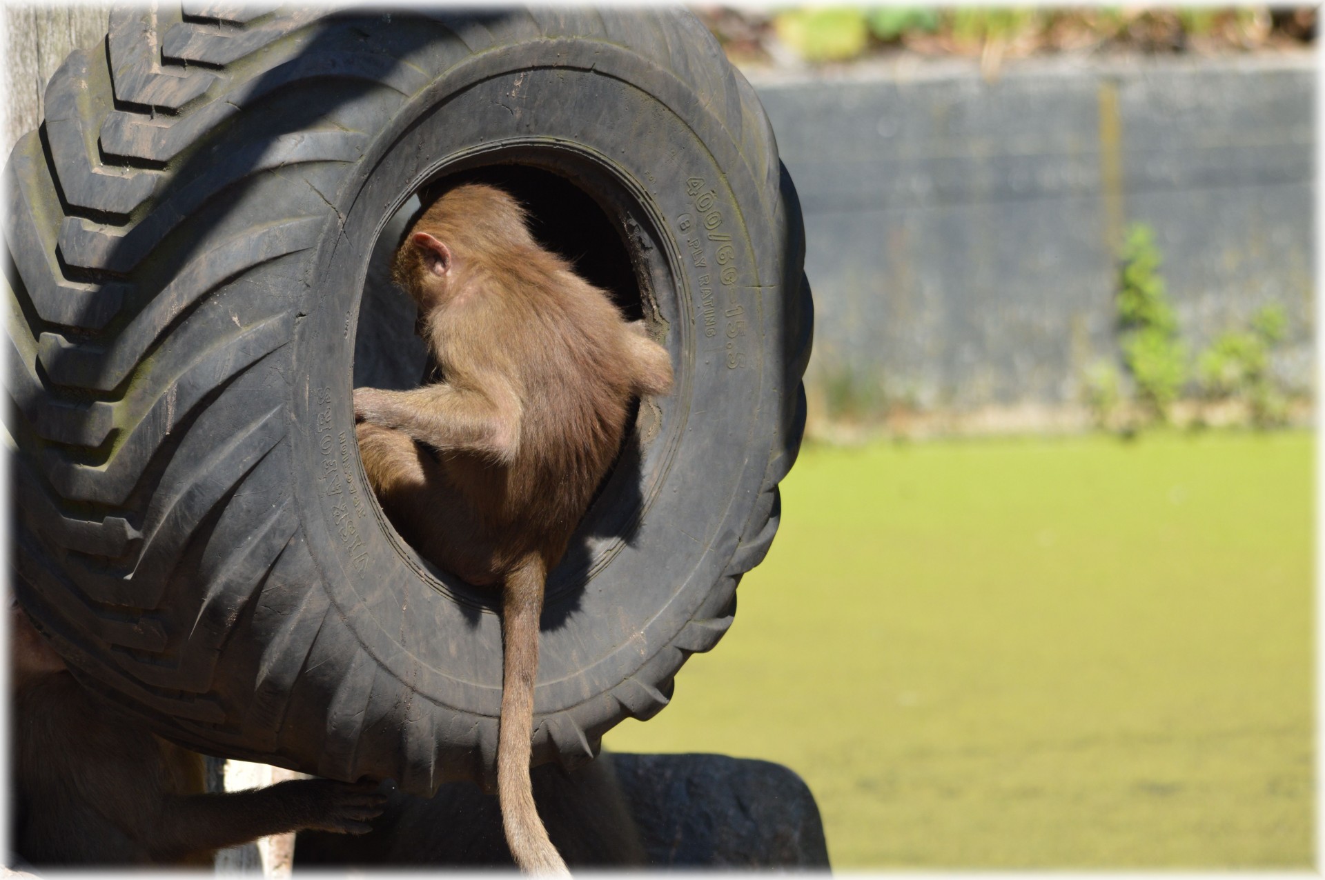 baboon monkey games free photo