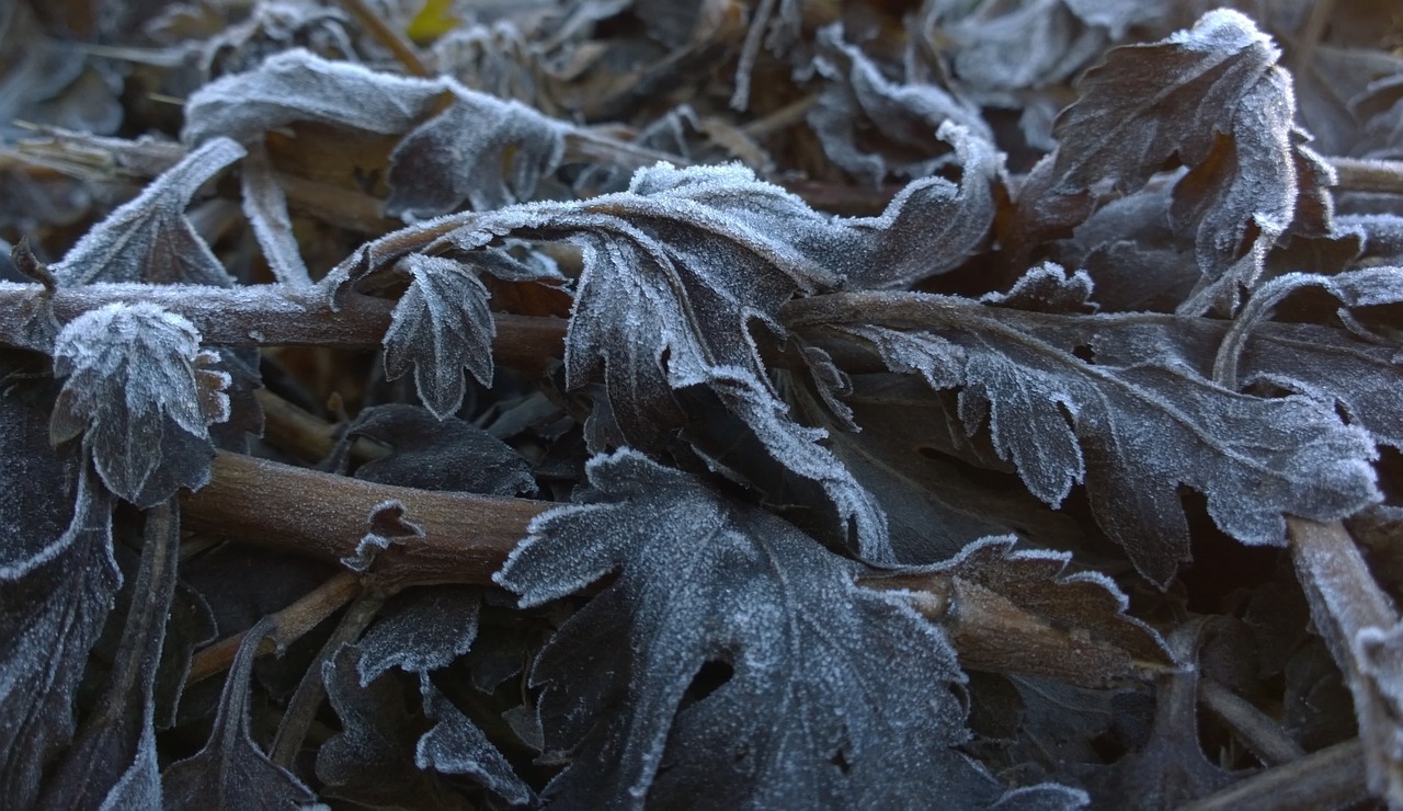 rime foliage winter free photo