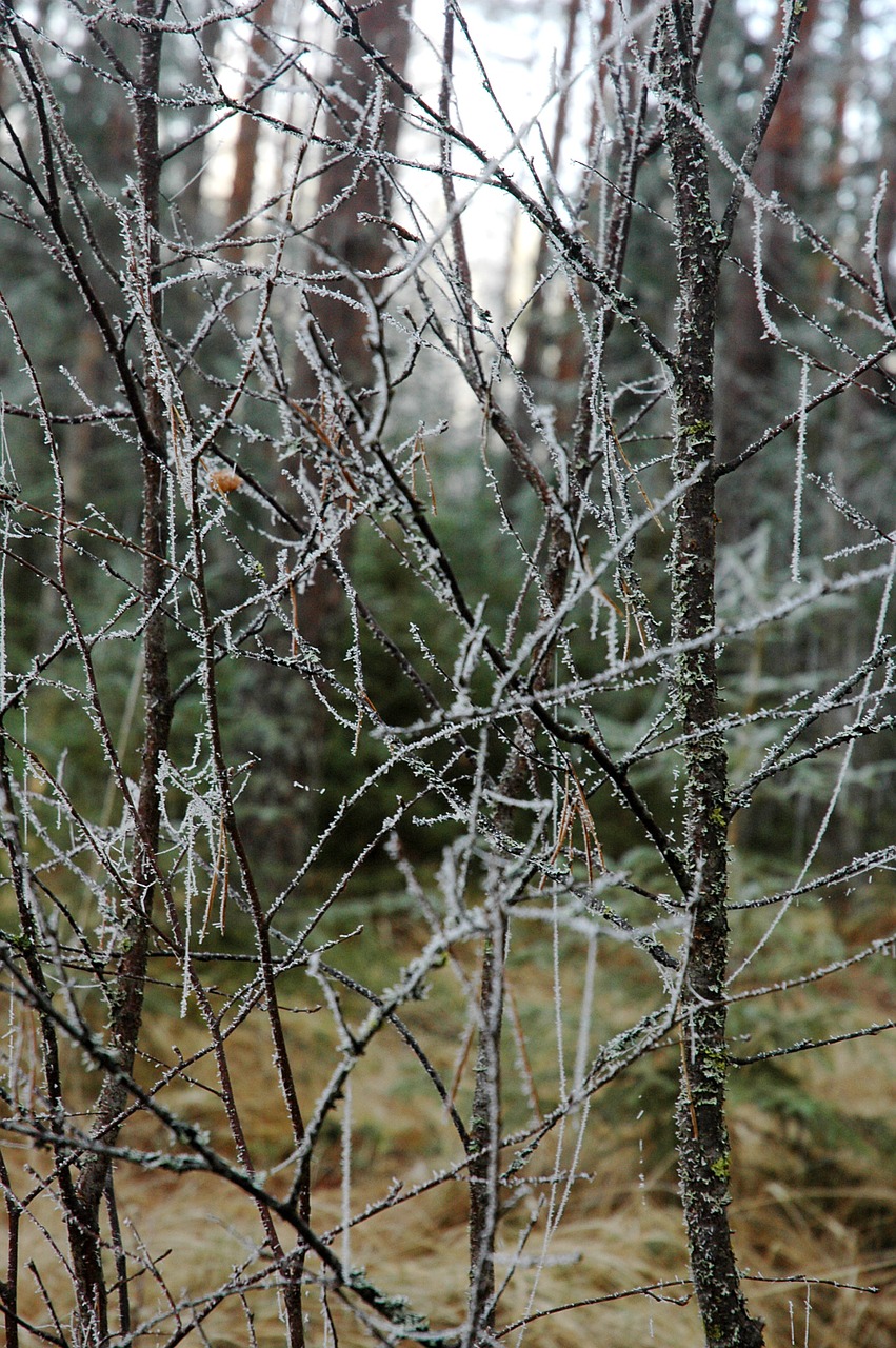 rime branches birch free photo