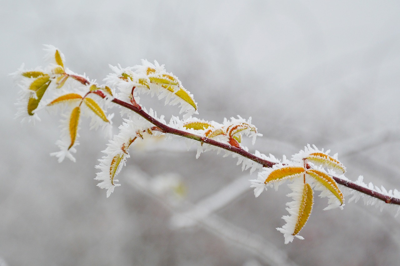 rime frost hoary free photo