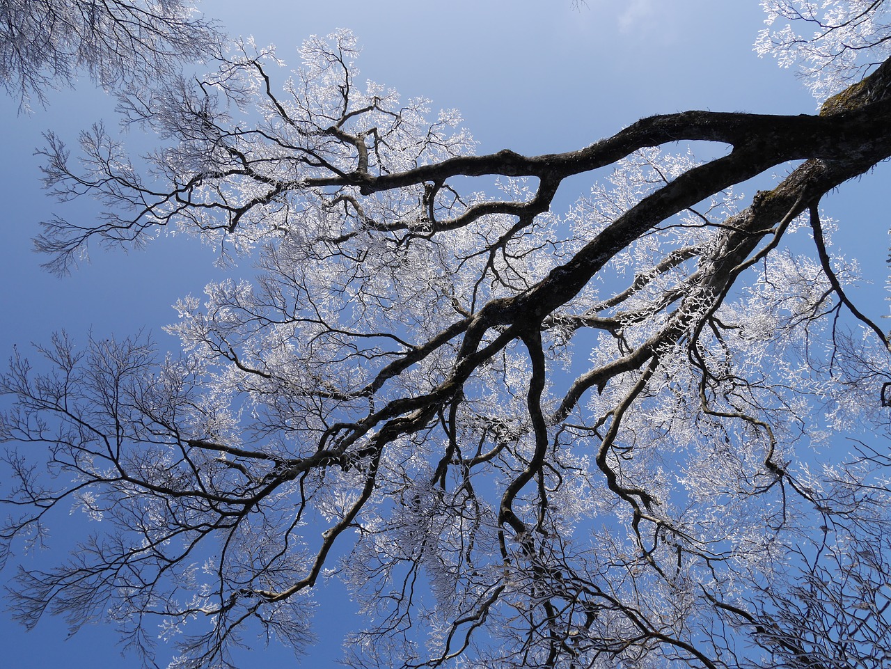 rime winter mountain blue sky free photo