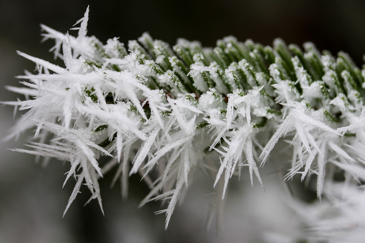 rime frost pine free photo