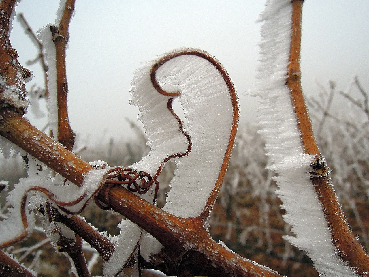 rime frost winter free photo