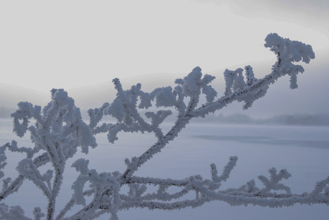 Зима холодной стали. Дерево сзамороженными снкжинкамт картмнки. Металл в холодную зиму -40 фото.