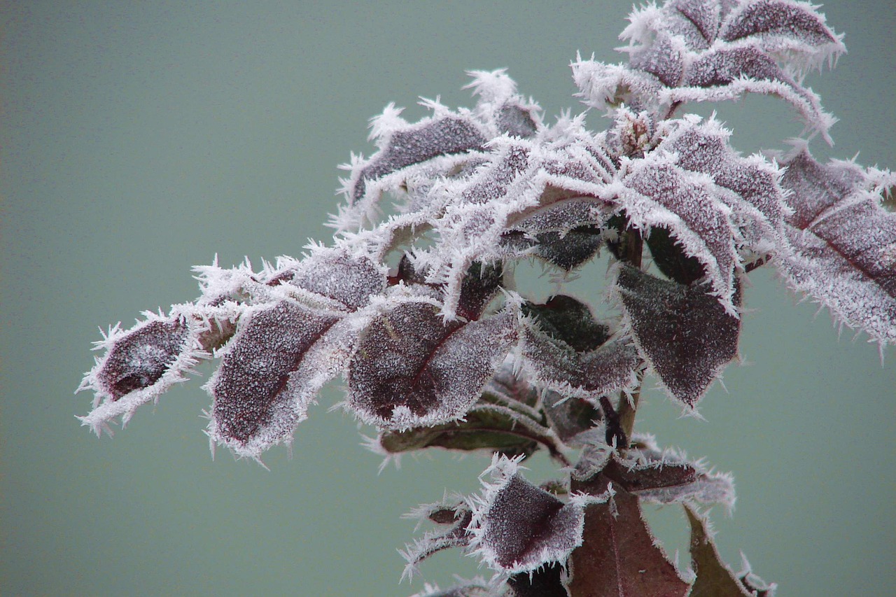 rime winter frozen free photo