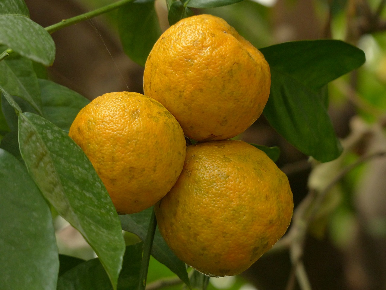 rind fruits bitter oranges free photo