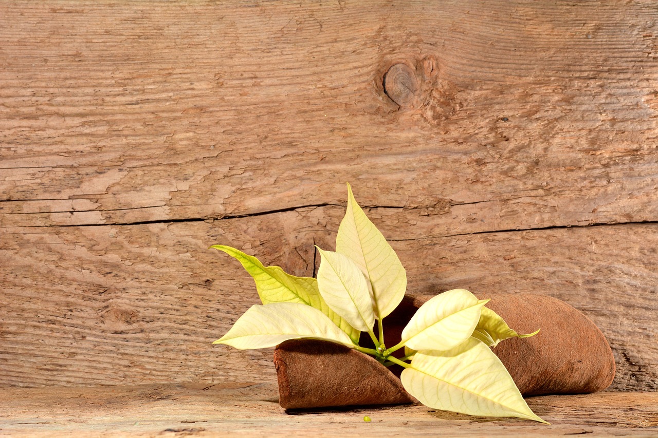 rindendeko wood poinsettia free photo