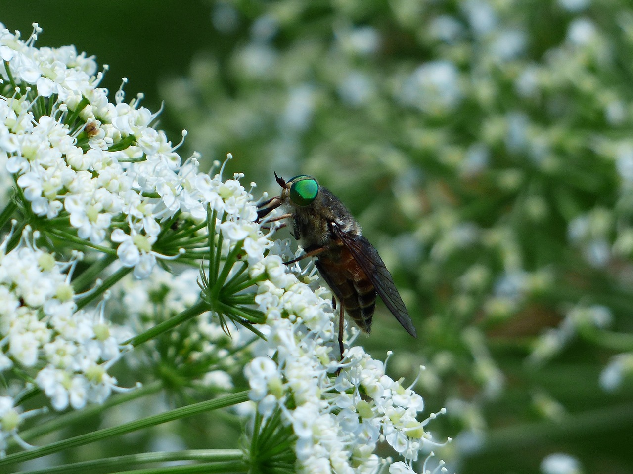 rinderbremse green eyes green compound eye free photo