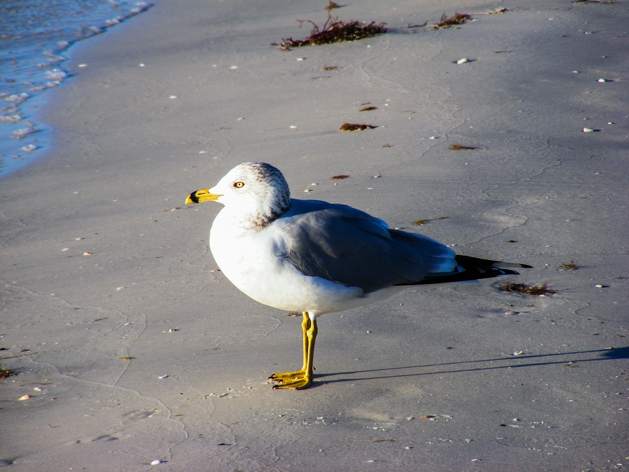 ring-billed gull sea gulls free photo