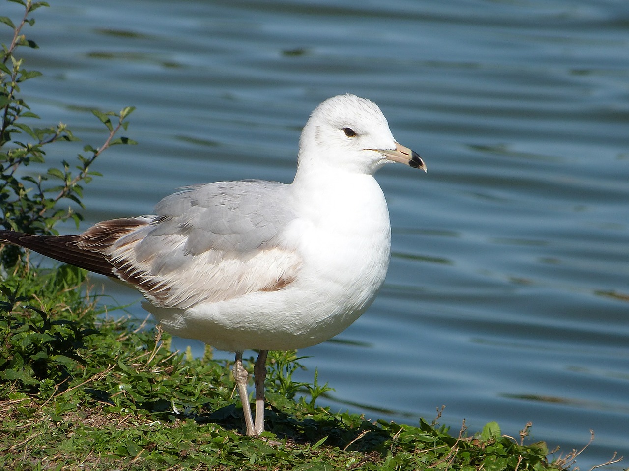 ring-billed gull seagull bird watching free photo