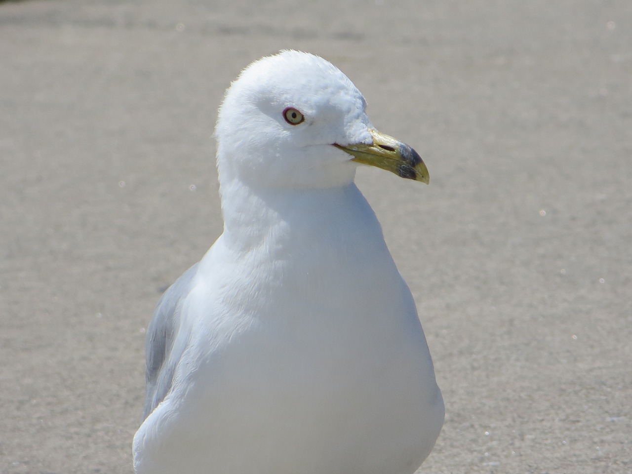 ring-billed sea gull sea gull bird free photo