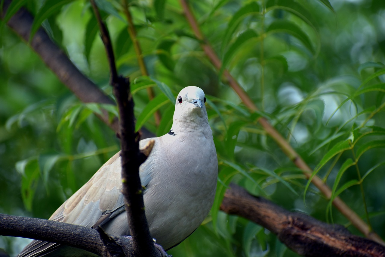 ring-necked dove half-collared dove indian dove free photo